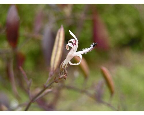 800px-穿心蓮_Andrographis_paniculata