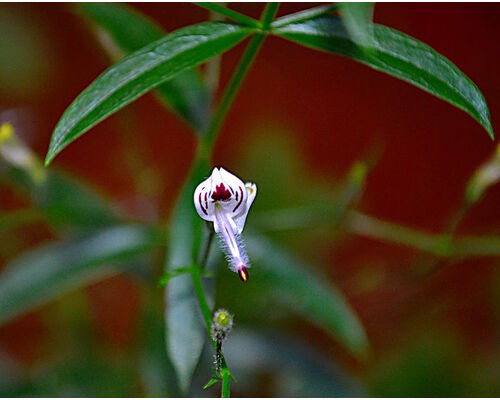 758px-Flower_of_Andrographis_paniculata_(ml_Kiriyatha)
